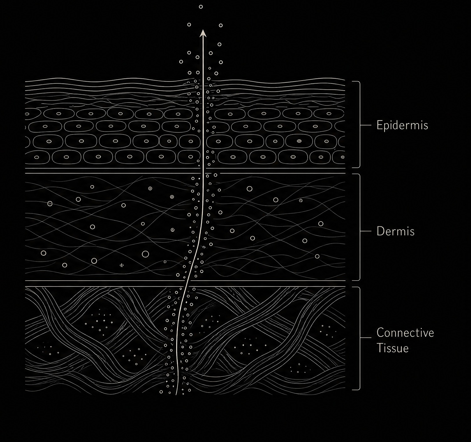 Illustration of silicon rising through the epidermis, dermis and connective tissue